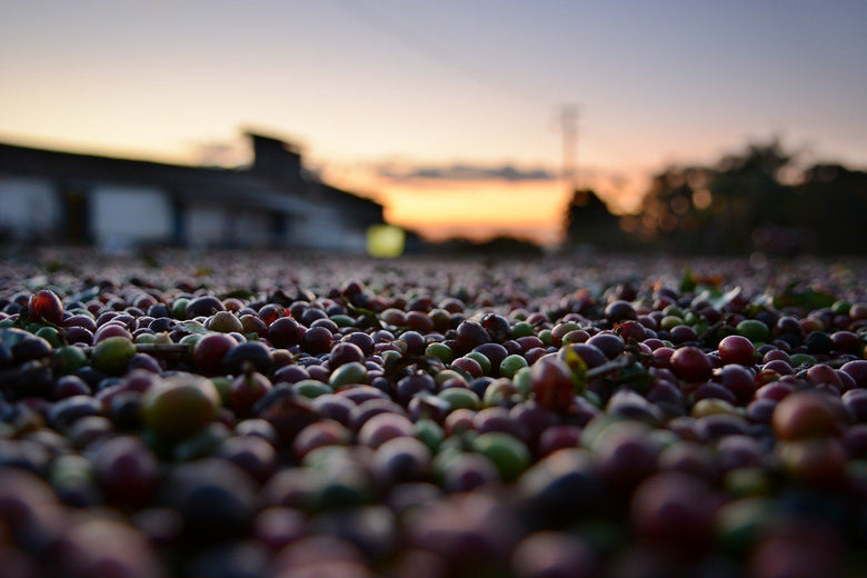 coffee bean processing