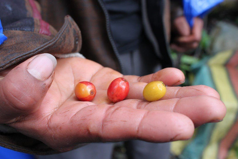 coffee varieties